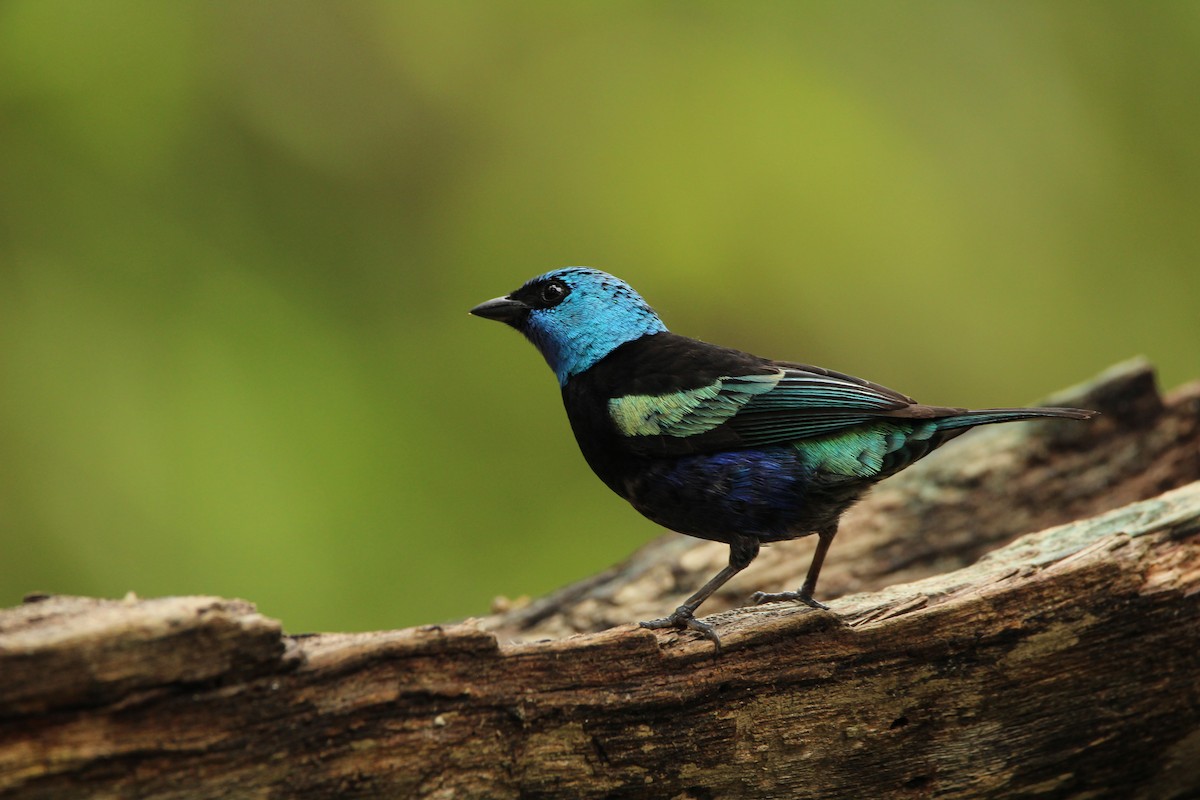 Blue-necked Tanager - ML159841981