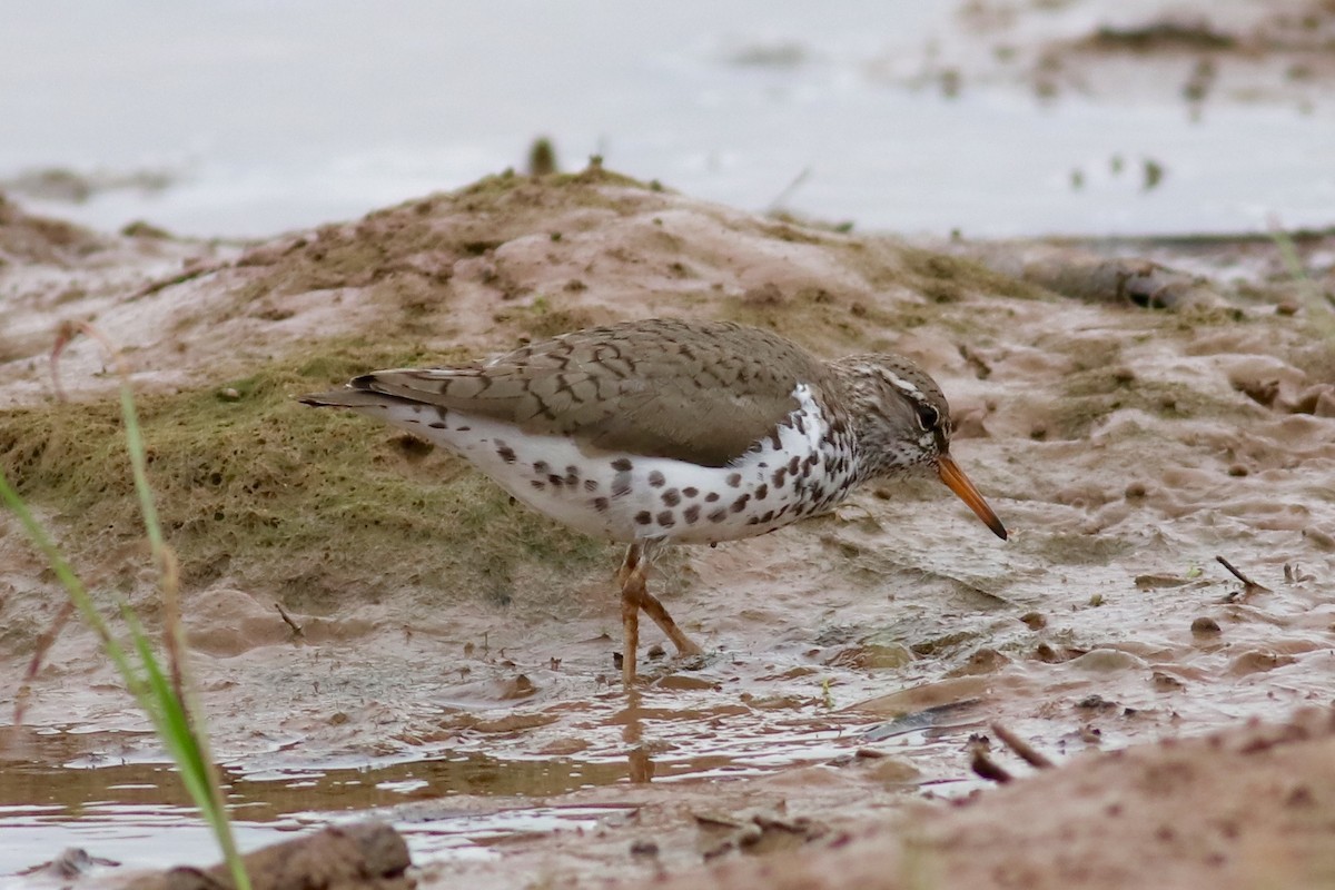 Spotted Sandpiper - Ronald Newhouse