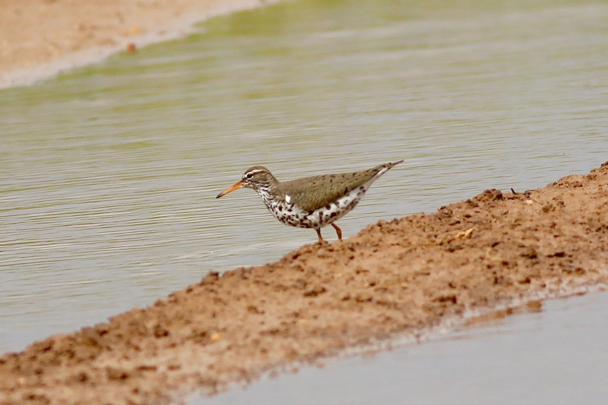 Spotted Sandpiper - Ronald Newhouse