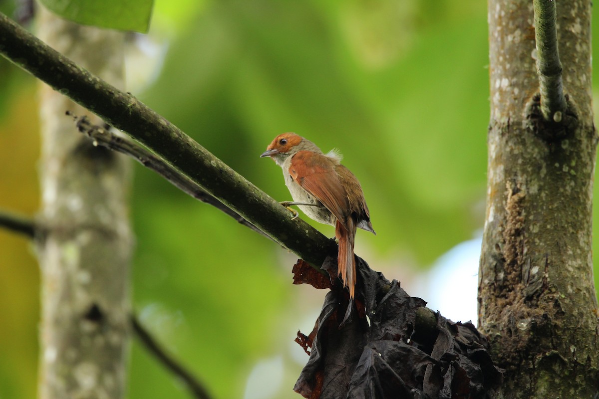 Red-faced Spinetail - ML159842741