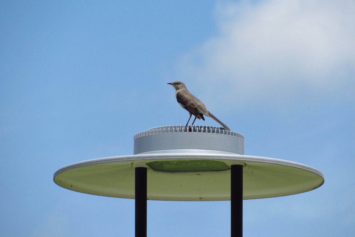 Northern Mockingbird - Eric Walther