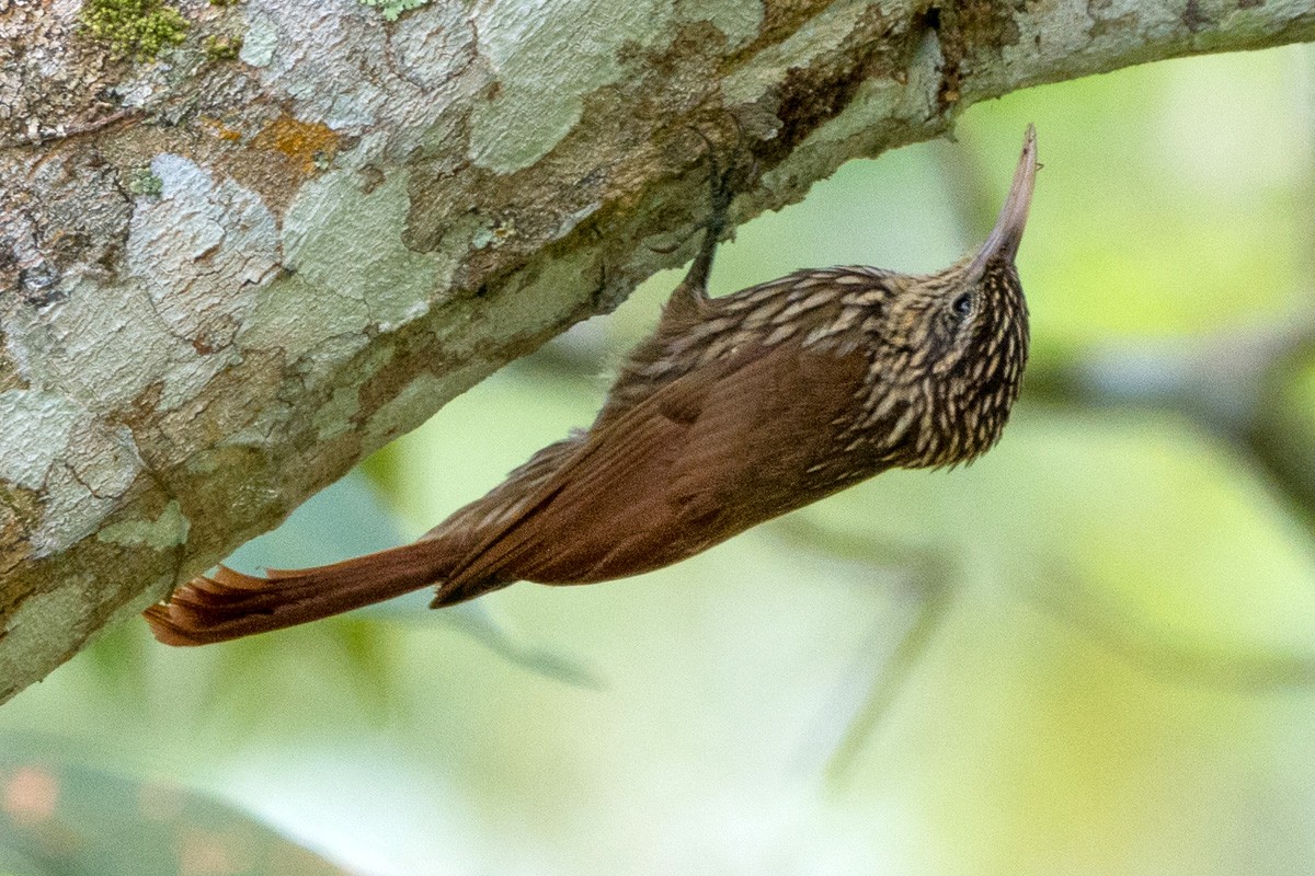 Streak-headed Woodcreeper - ML159843961