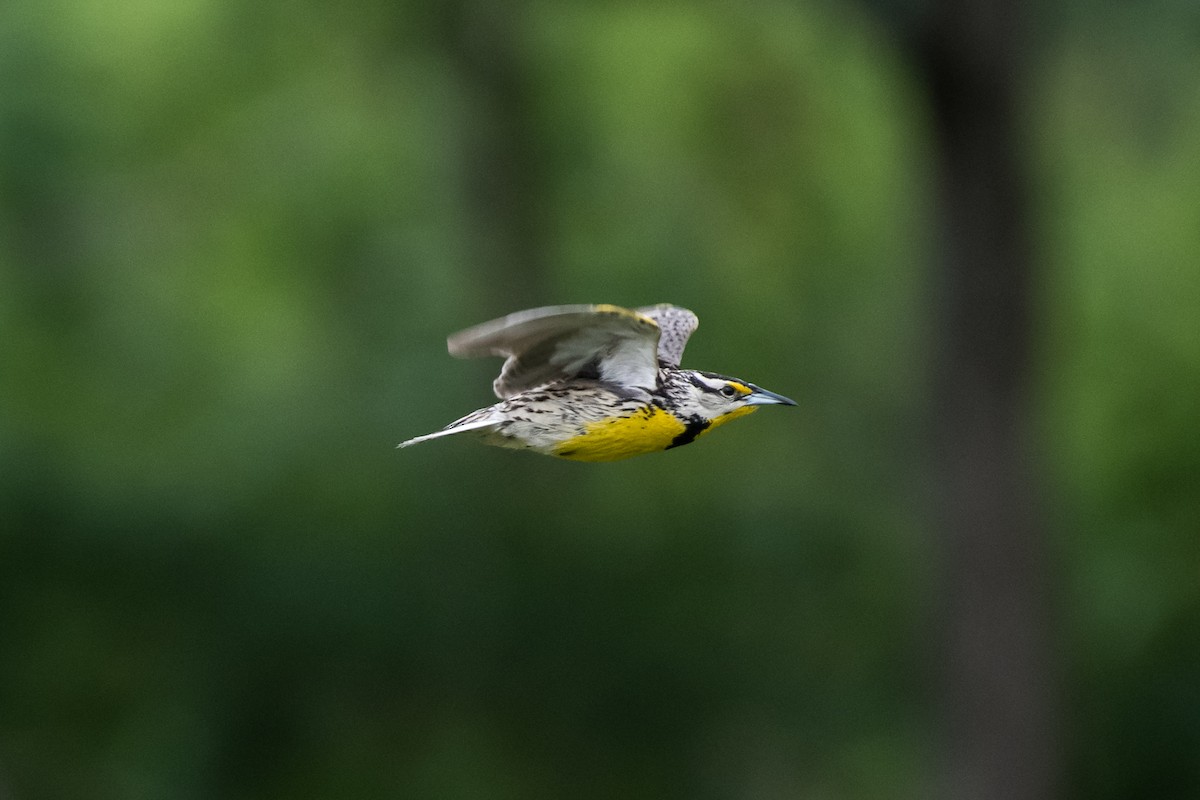 Eastern Meadowlark - ML159844151