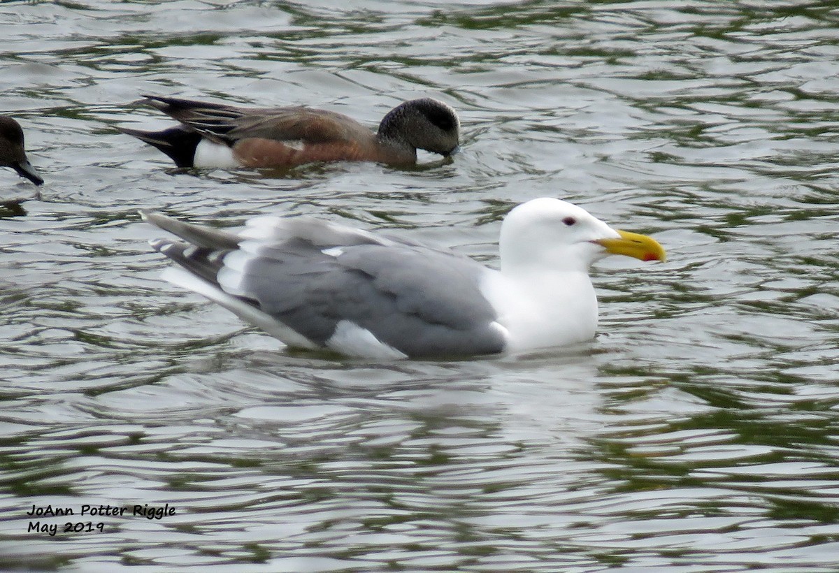 Glaucous-winged Gull - ML159844241