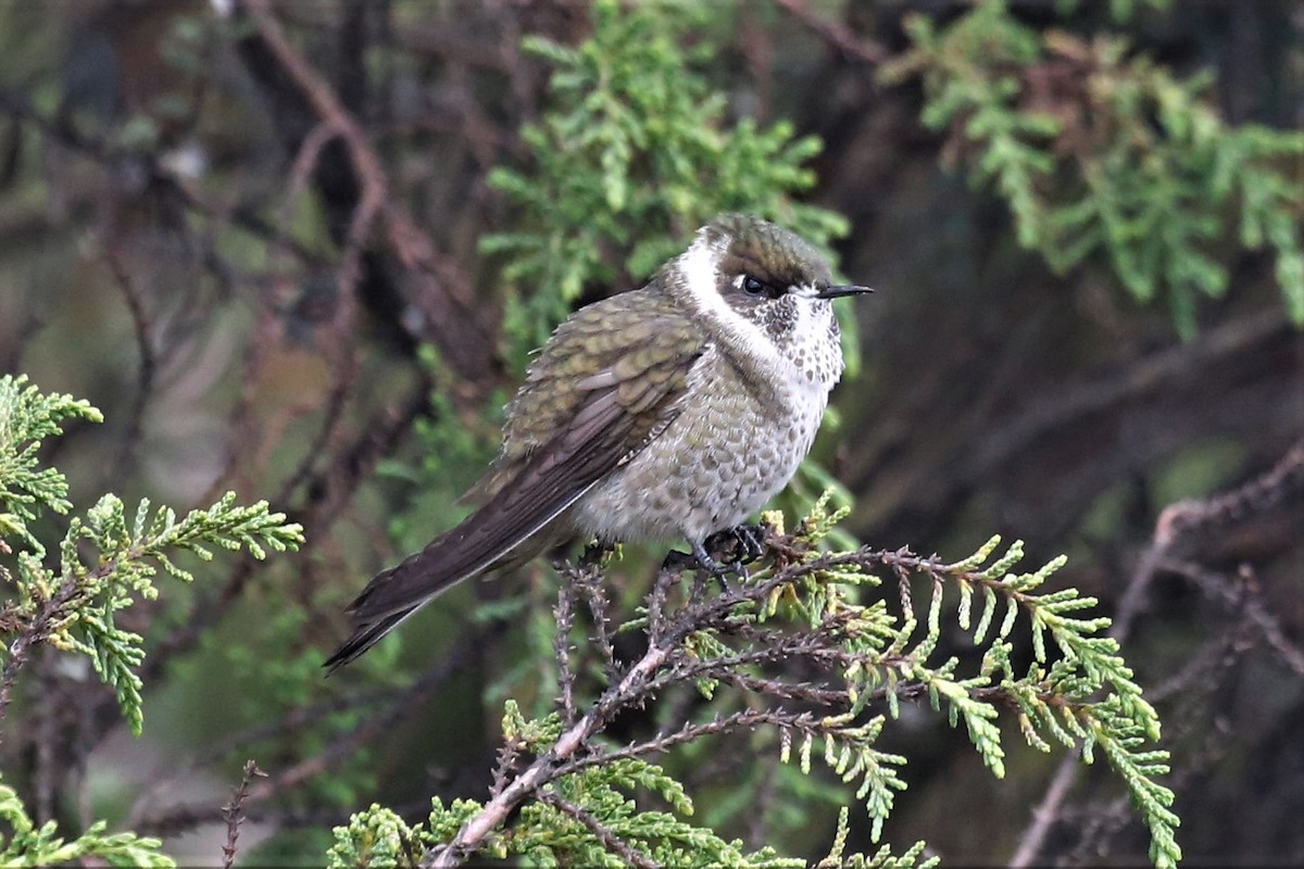 Green-bearded Helmetcrest - Charles Davies