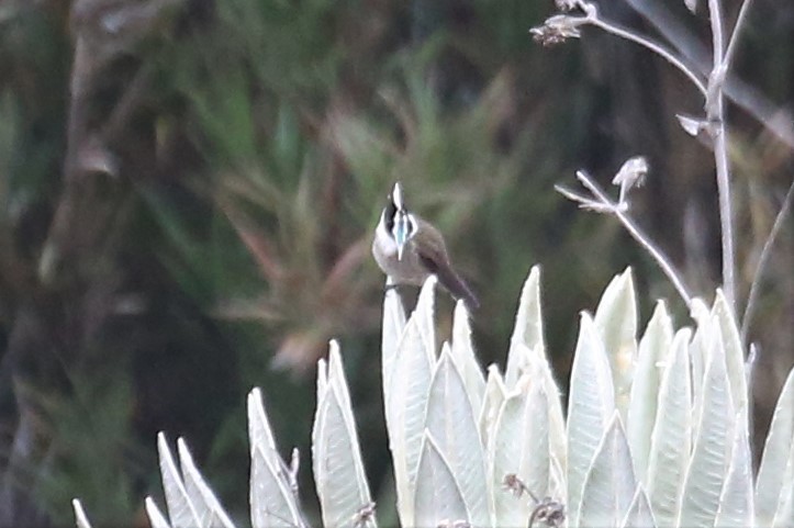 Green-bearded Helmetcrest - ML159844281