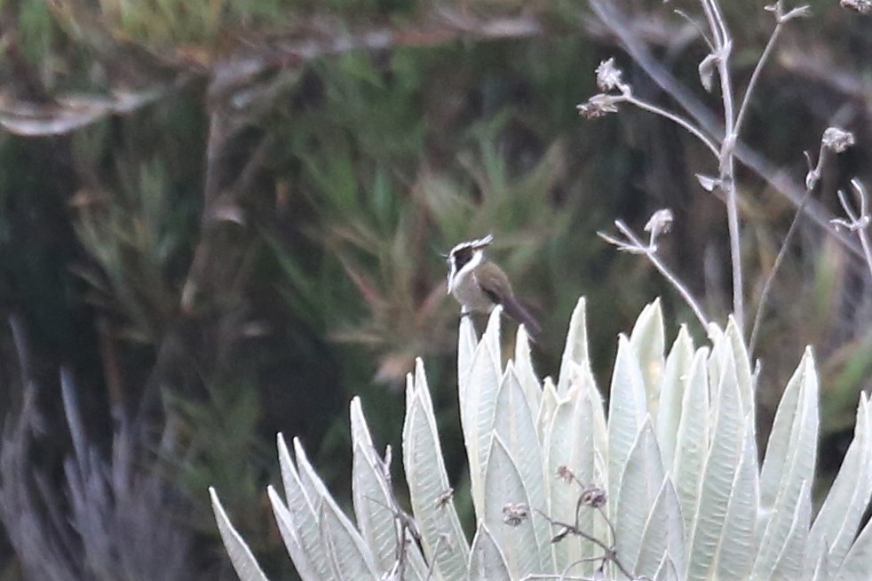 Green-bearded Helmetcrest - ML159844321