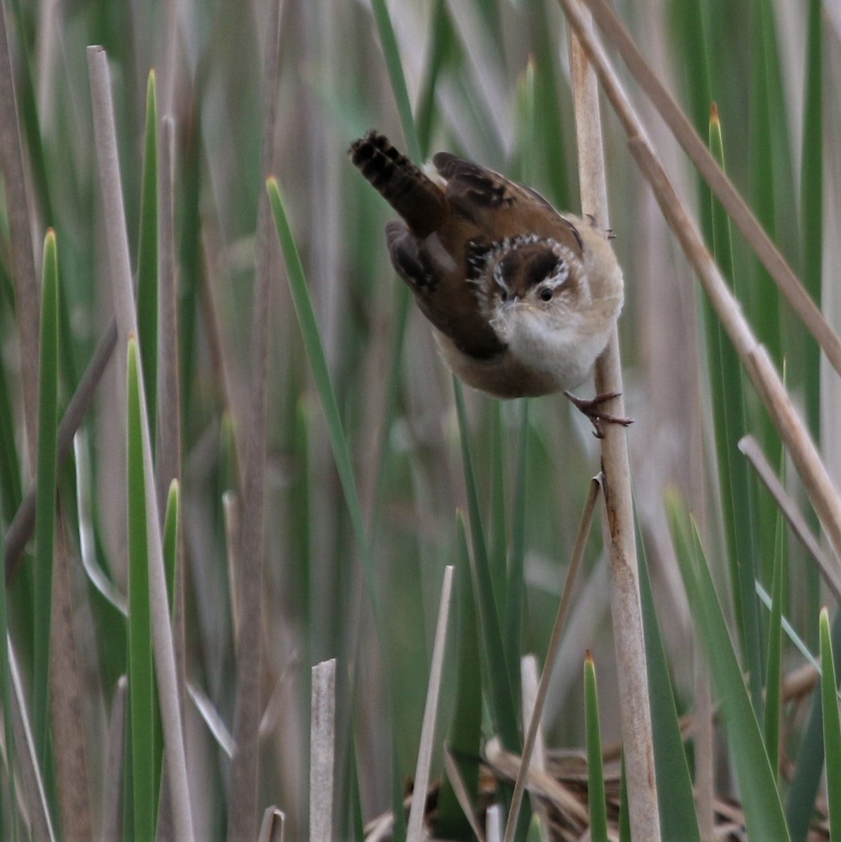 Marsh Wren - ML159846591