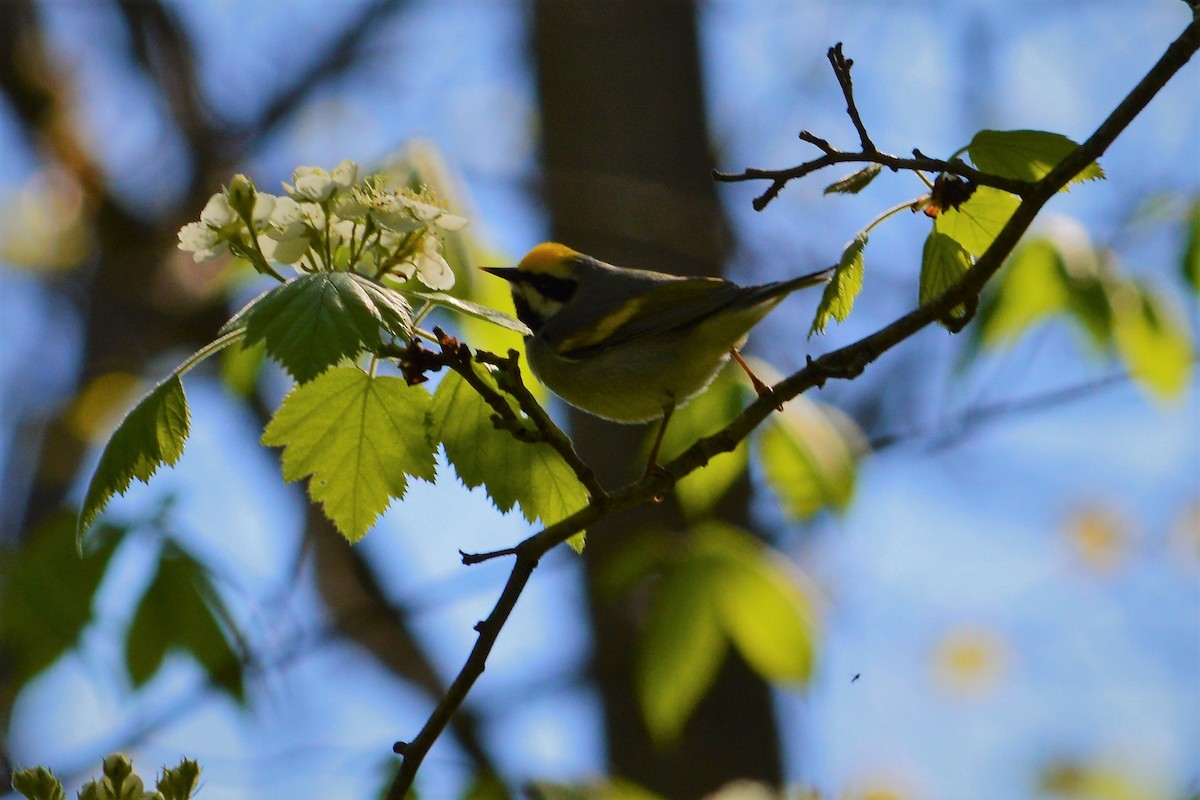 Golden-winged Warbler - Chad Pumpelly