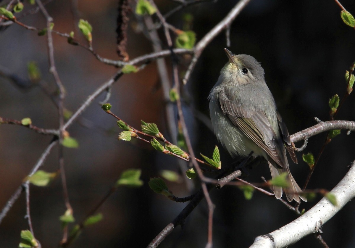 Warbling Vireo - ML159849781