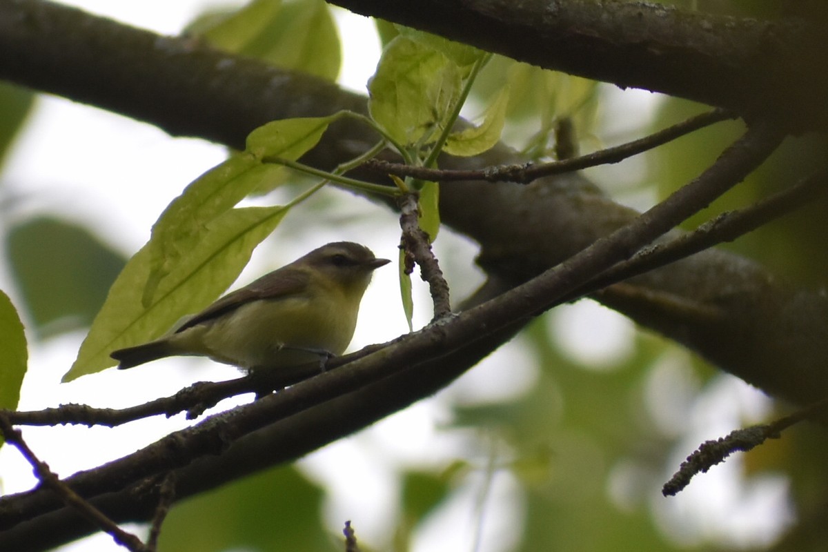 Philadelphia Vireo - ML159850521