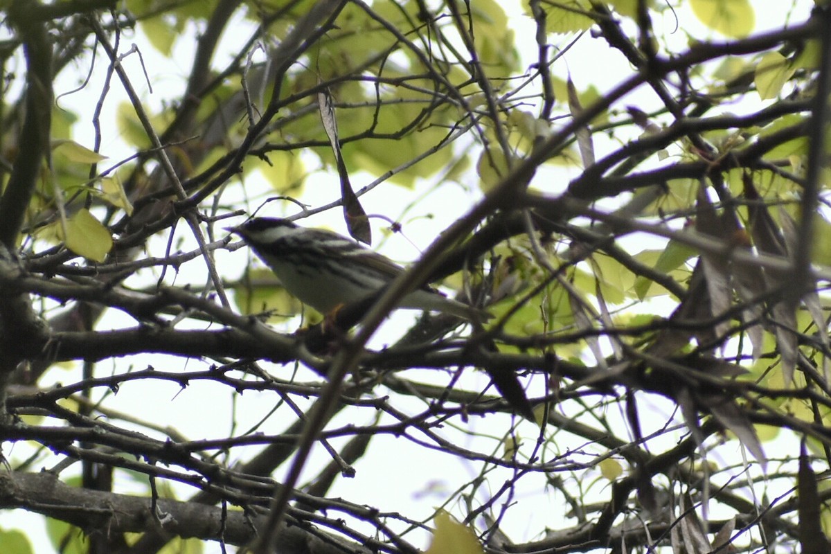 Blackpoll Warbler - ML159850811