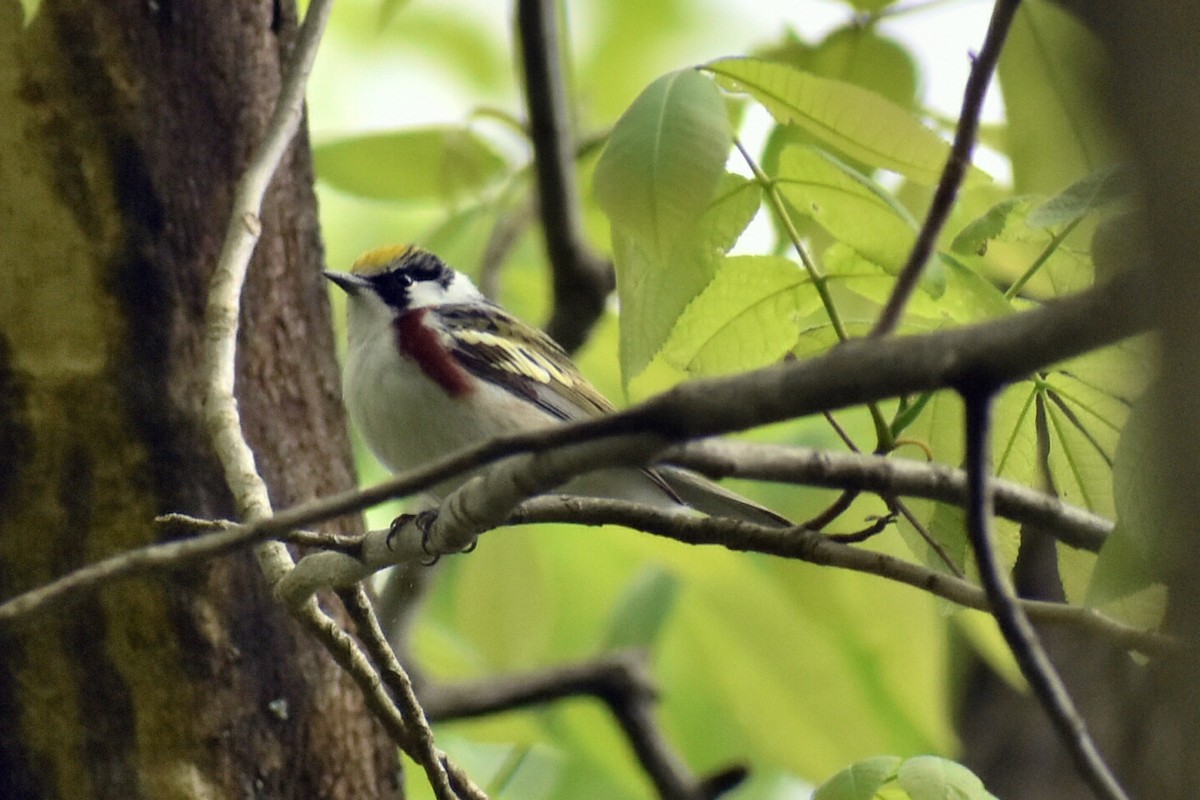 Chestnut-sided Warbler - ML159850961