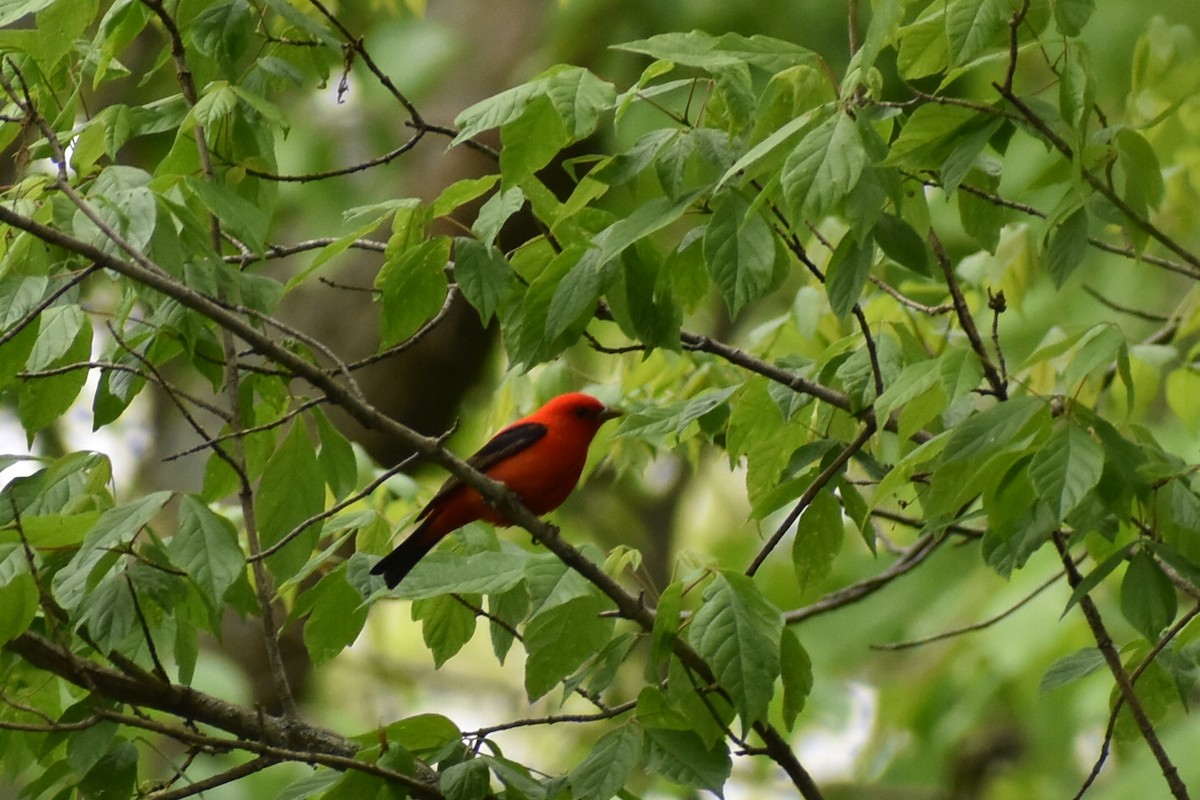 Scarlet Tanager - ML159851011