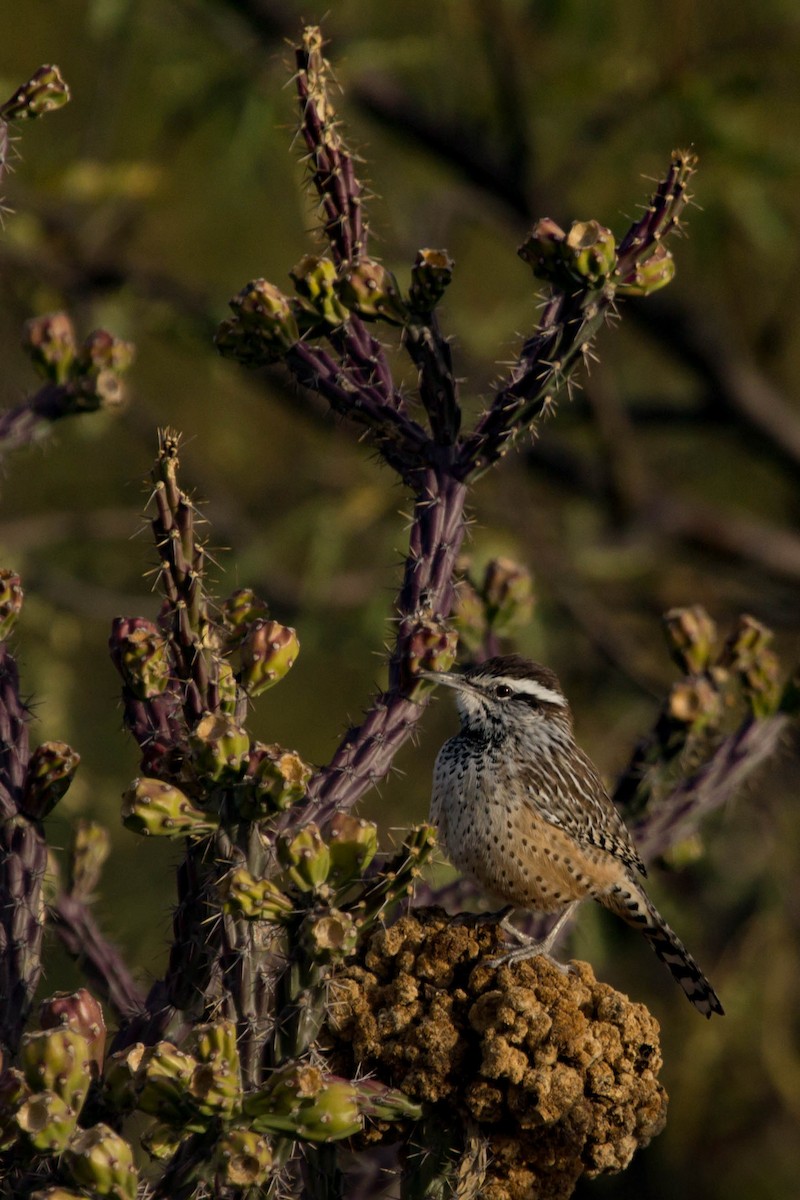 Cactus Wren - ML159851391