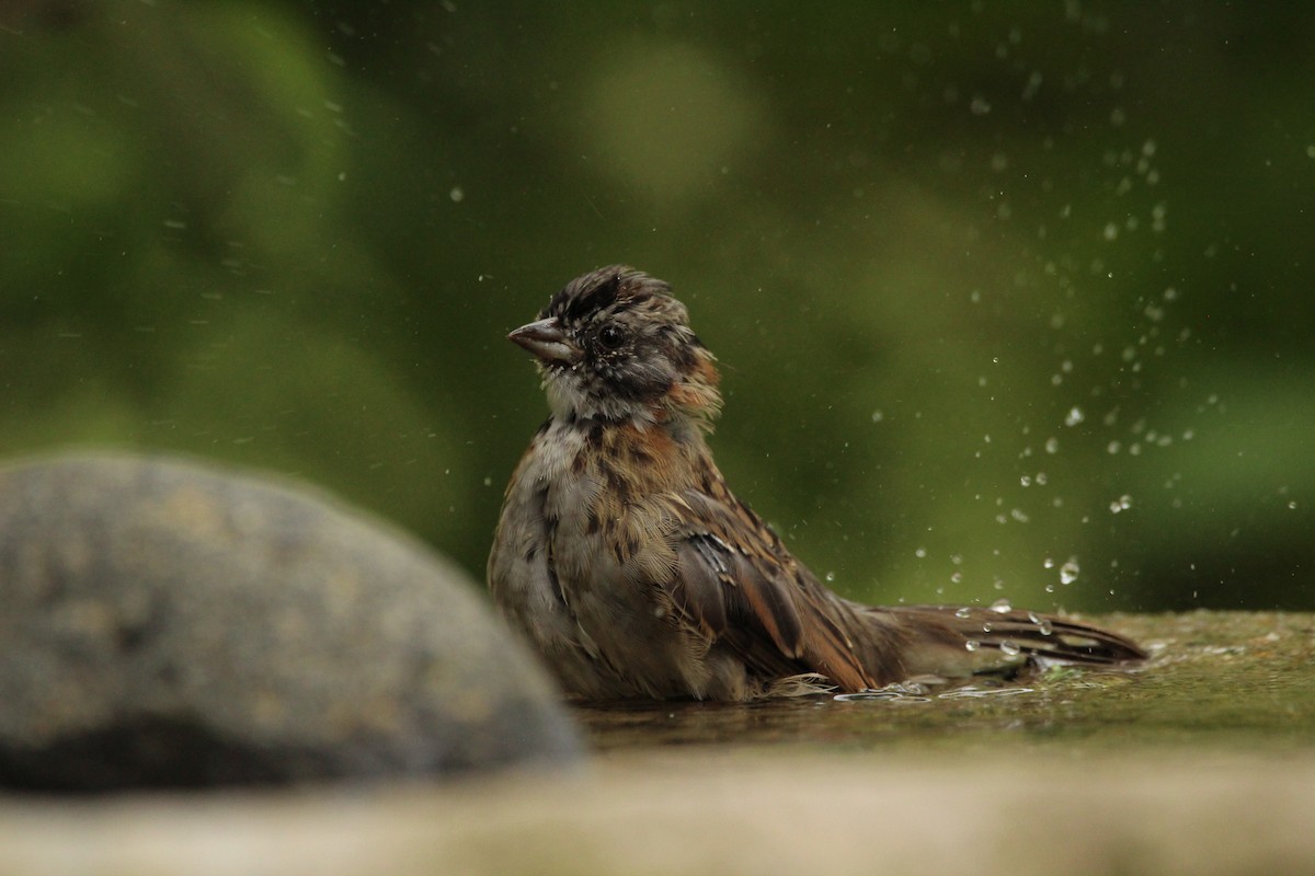 Rufous-collared Sparrow - ML159852401