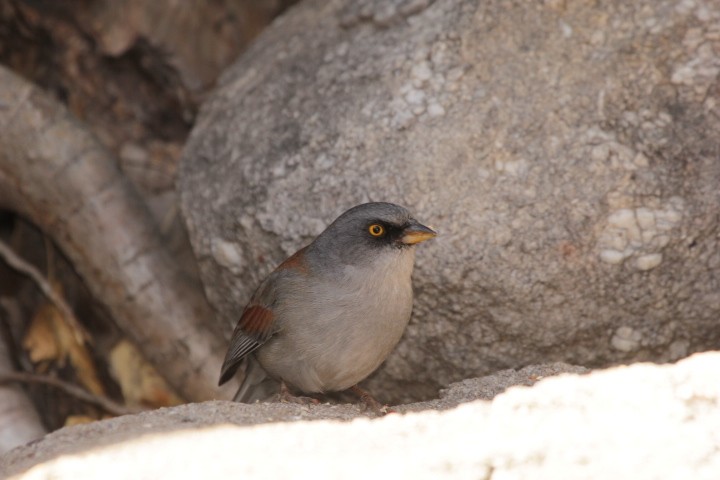 Yellow-eyed Junco - ML159853511