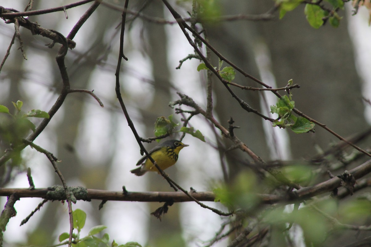 Canada Warbler - ML159853521