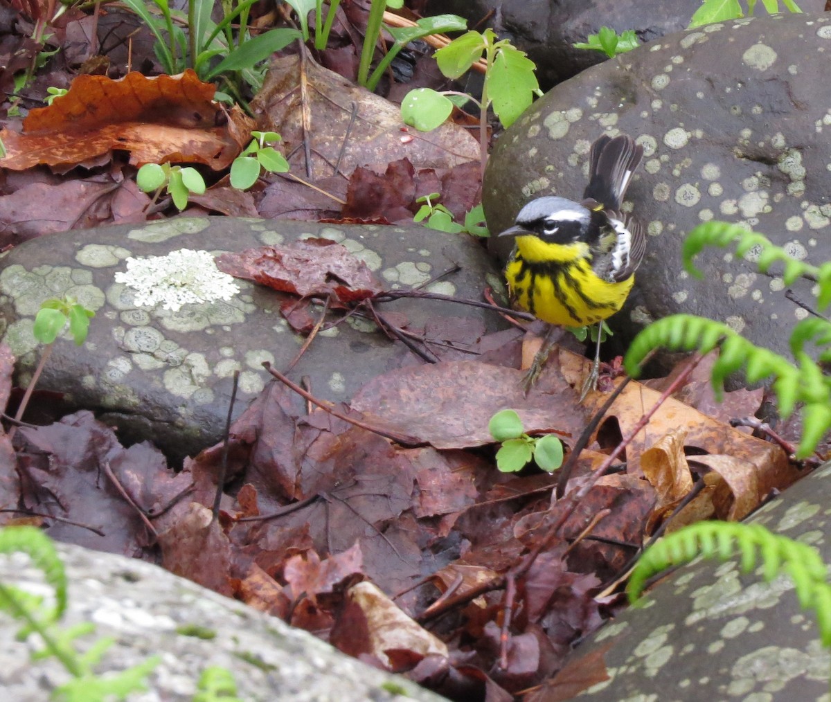 Magnolia Warbler - Jerry Smith