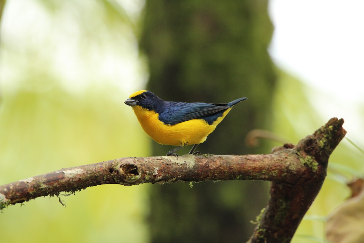 Thick-billed Euphonia - ML159853801