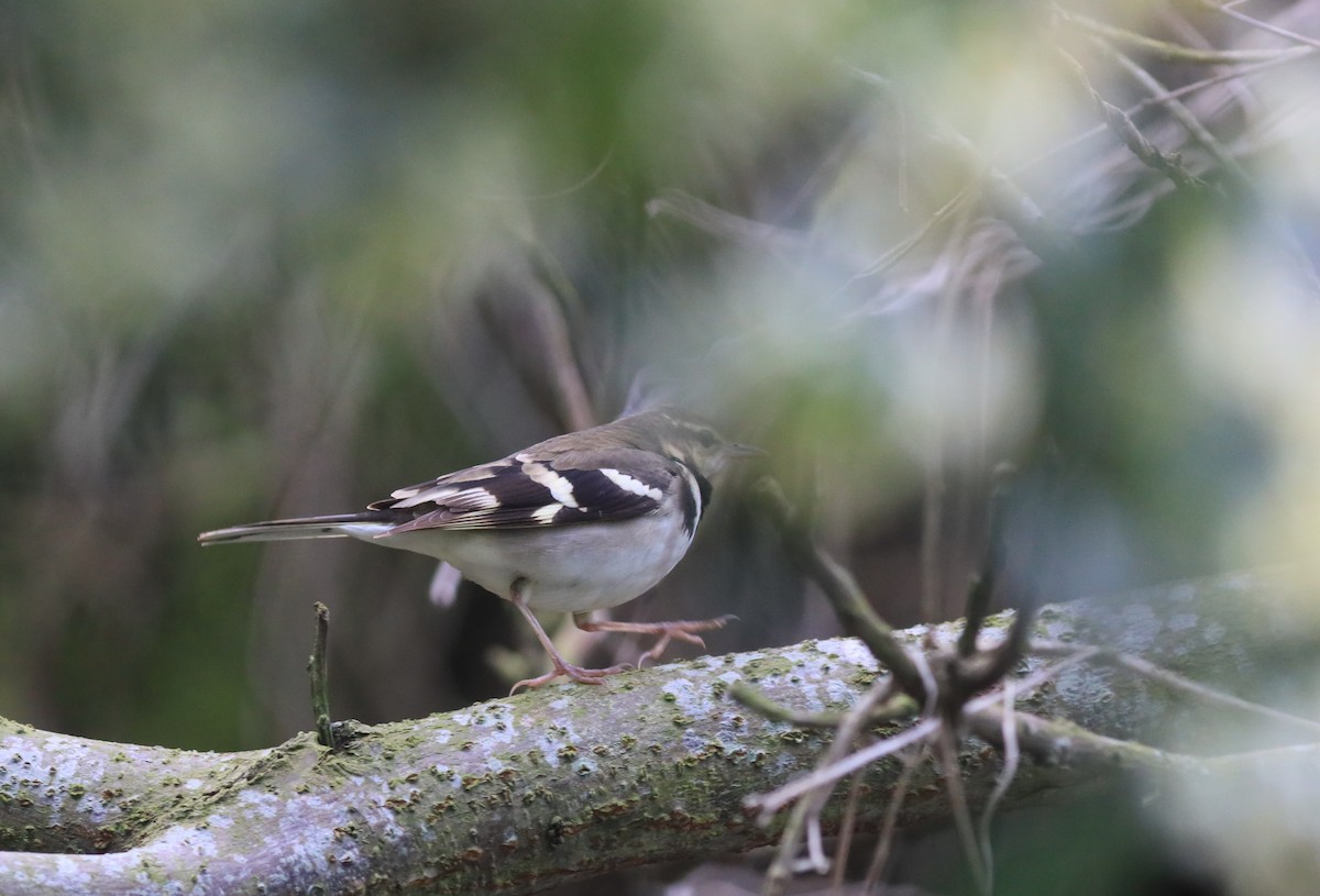 Forest Wagtail - Allen Lyu