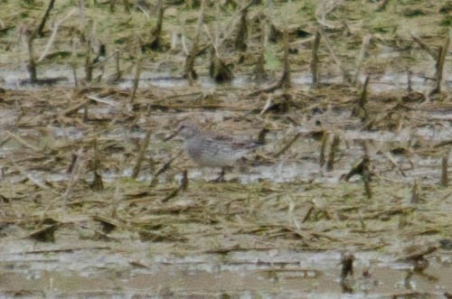 White-rumped Sandpiper - ML159855771