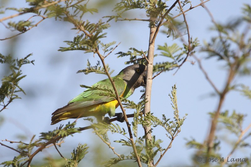 ネズミガシラハネナガインコ - ML159855811