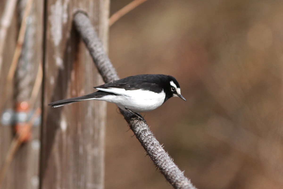 Japanese Wagtail - John Martin