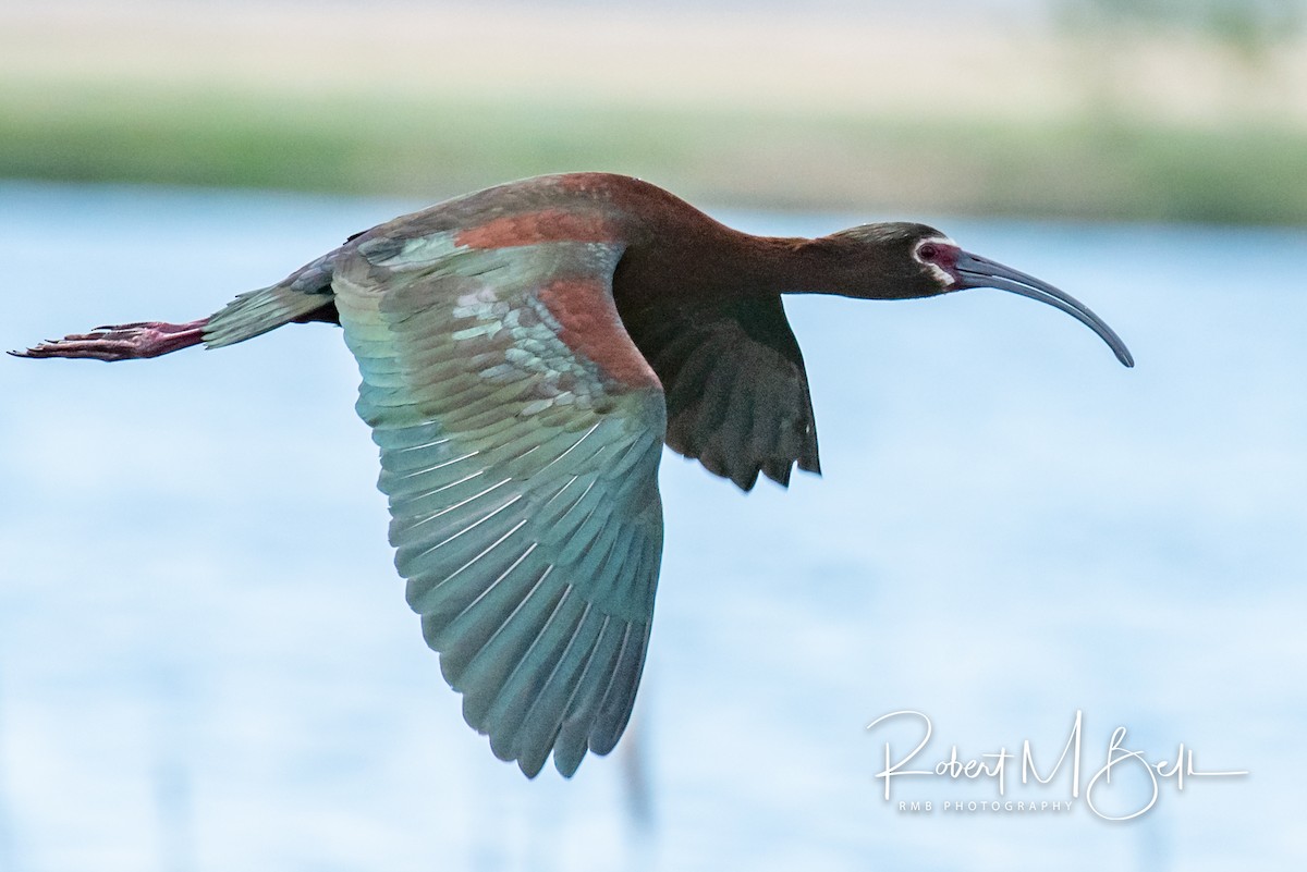 ibis americký - ML159857941