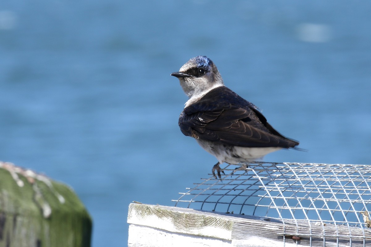 Purple Martin - ML159858801