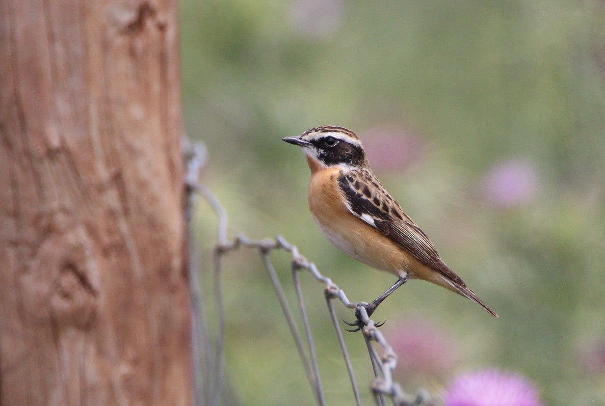 Whinchat - ML159858971