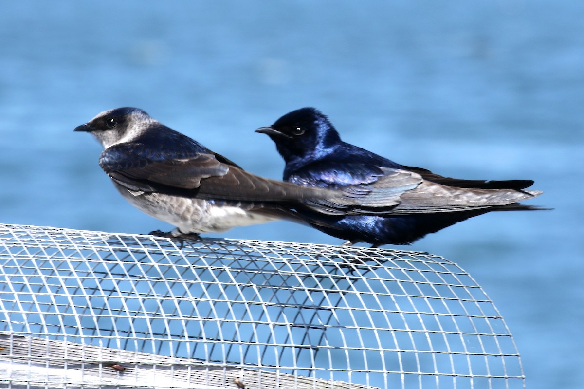 Purple Martin - ML159859091