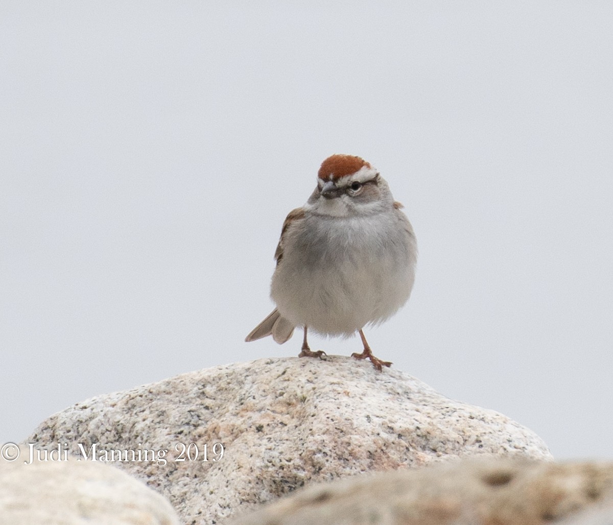 Chipping Sparrow - ML159860011