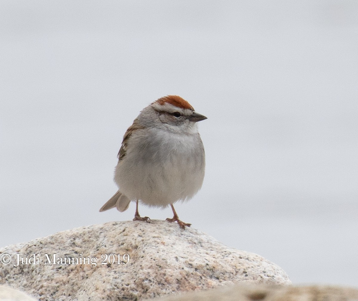 Chipping Sparrow - ML159860021