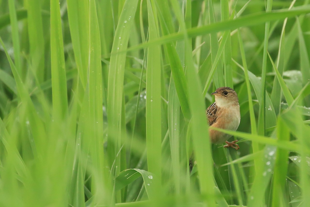 Sedge Wren - Tim Lenz