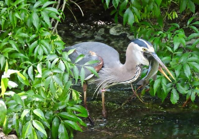 Great Blue Heron - Sonoran Audubon Society Field Trips