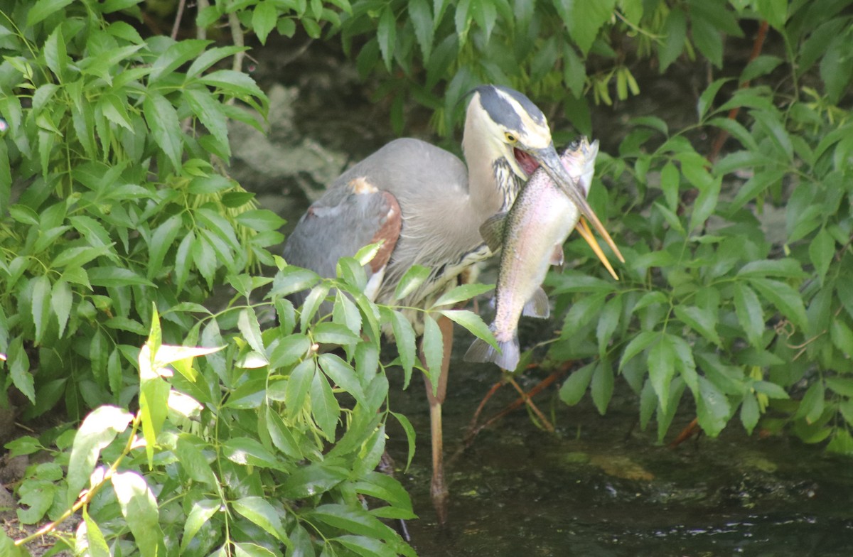 Great Blue Heron - Sonoran Audubon Society Field Trips