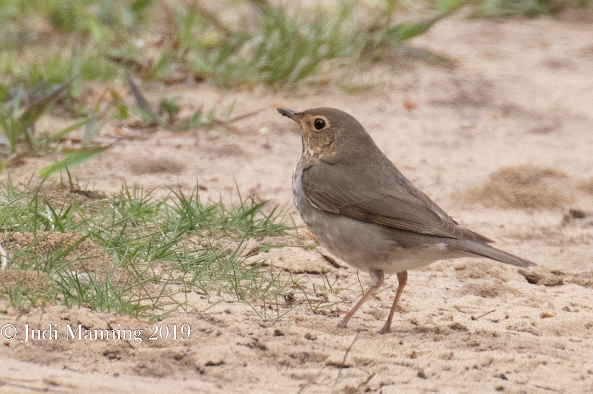 Swainson's Thrush - ML159860331