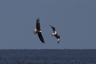 Bald Eagle - ML159860631