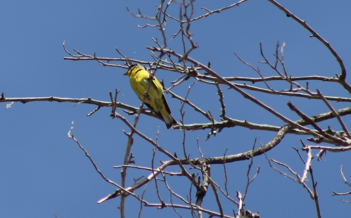 Lesser Goldfinch - Sonoran Audubon Society Field Trips