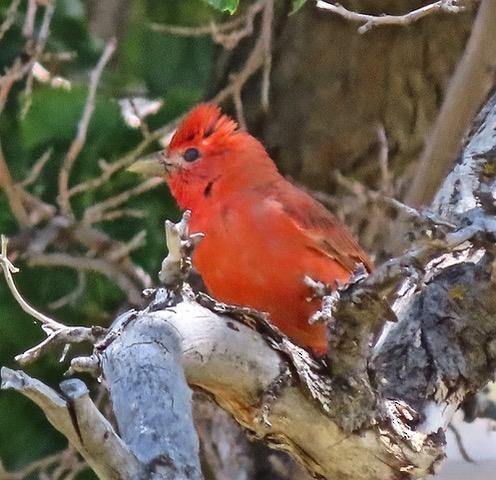 Summer Tanager - Sonoran Audubon Society Field Trips