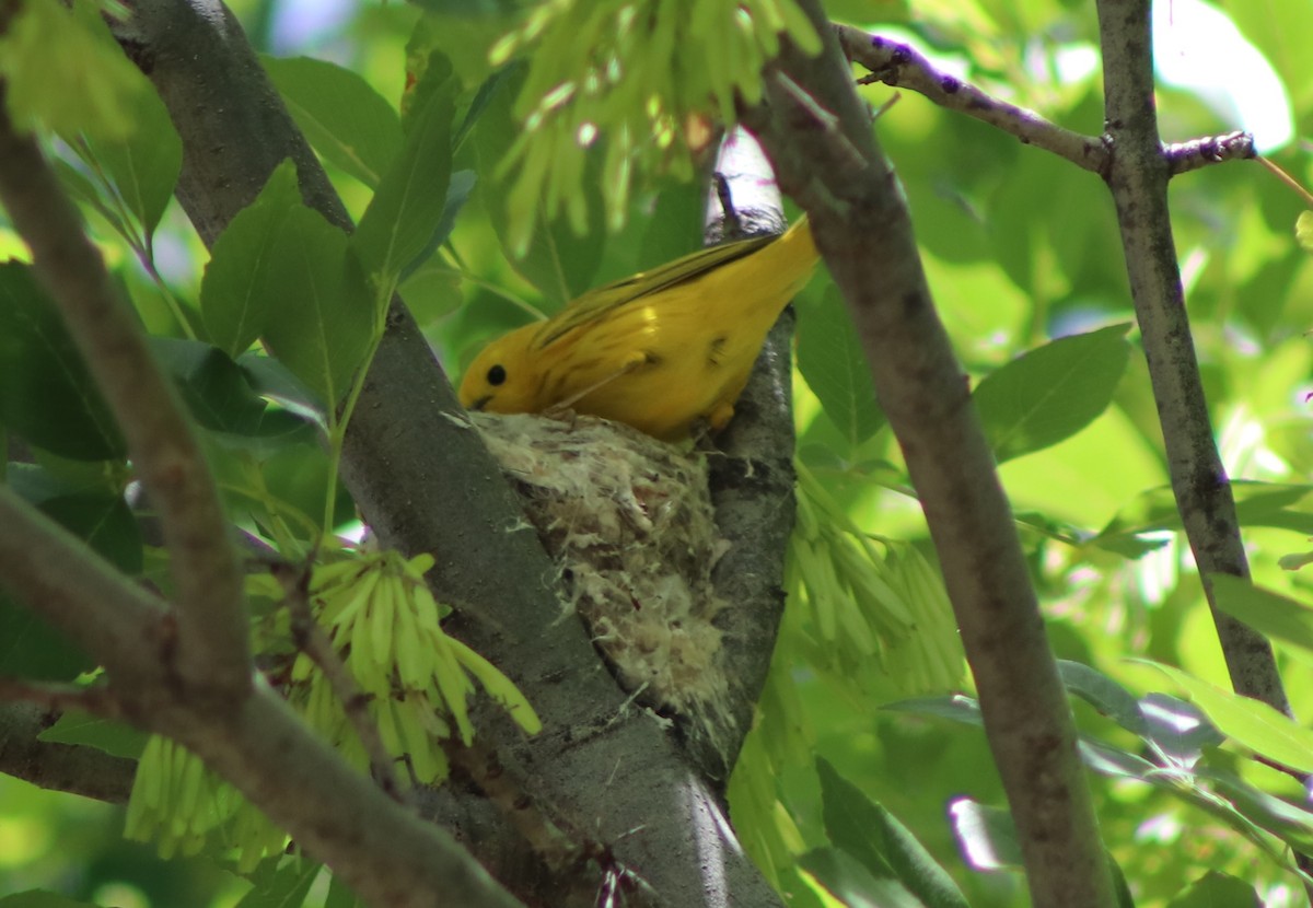Yellow Warbler - Sonoran Audubon Society Field Trips