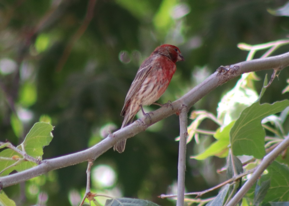 House Finch - Sonoran Audubon Society Field Trips