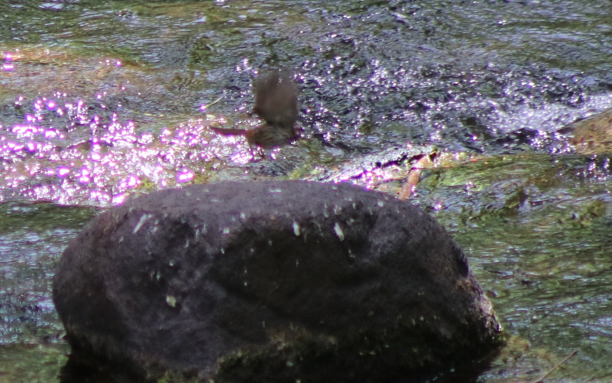 Song Sparrow - Sonoran Audubon Society Field Trips