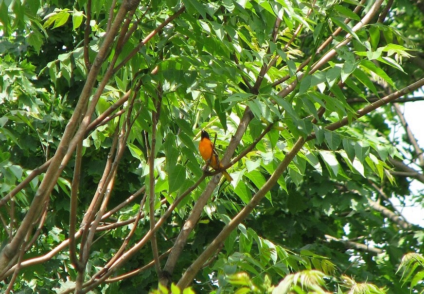 Baltimore Oriole - Beth Daugherty