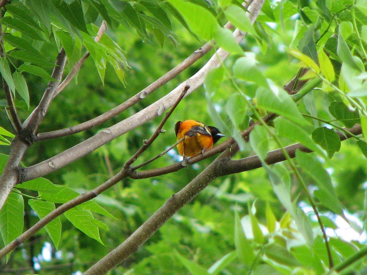 Baltimore Oriole - Beth Daugherty