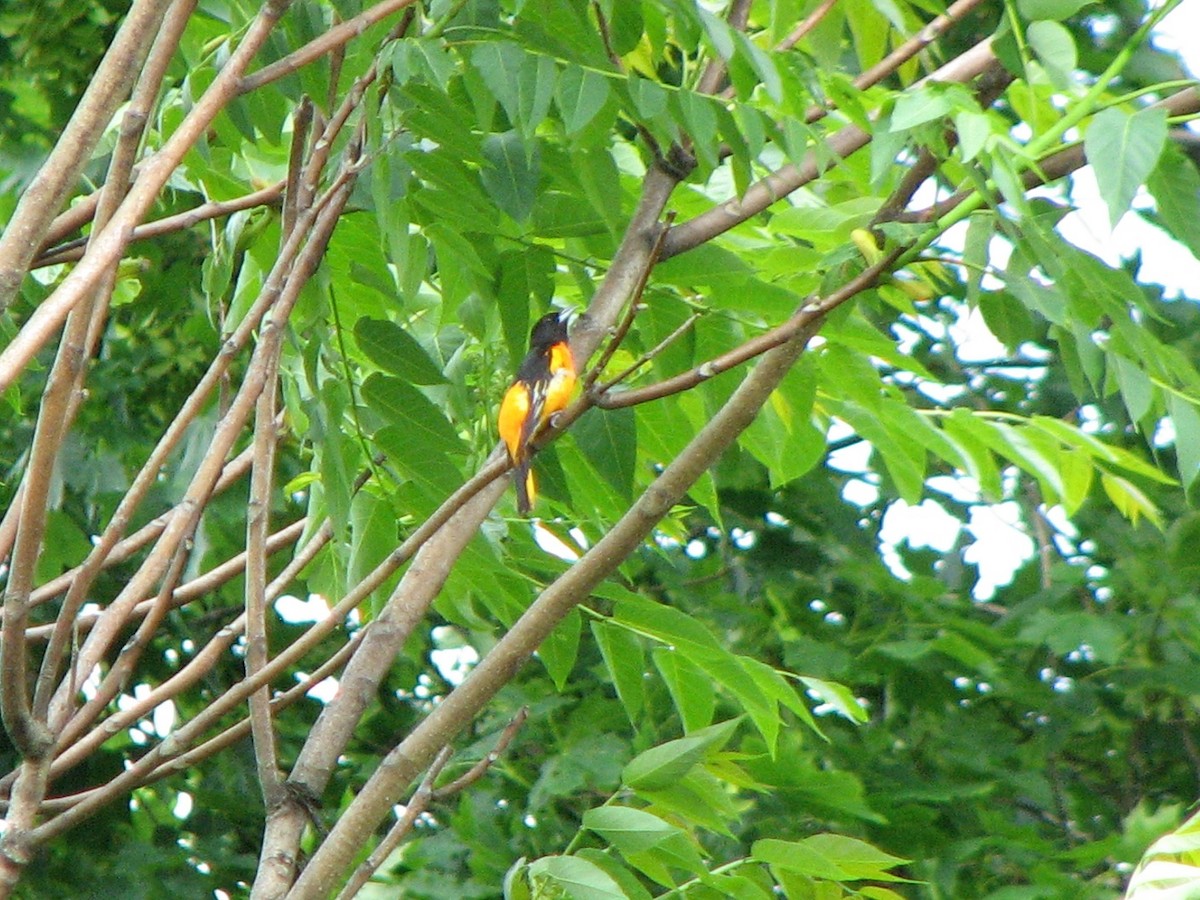 Baltimore Oriole - Beth Daugherty