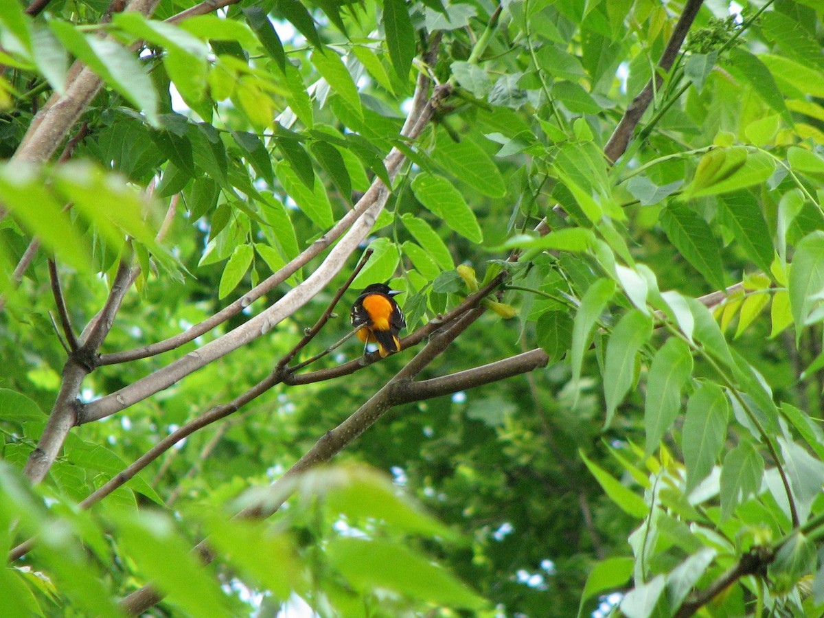 Baltimore Oriole - ML159862111