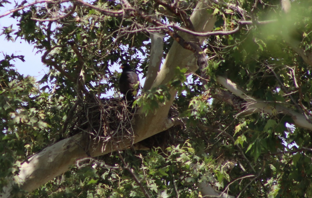 Common Black Hawk - Sonoran Audubon Society Field Trips