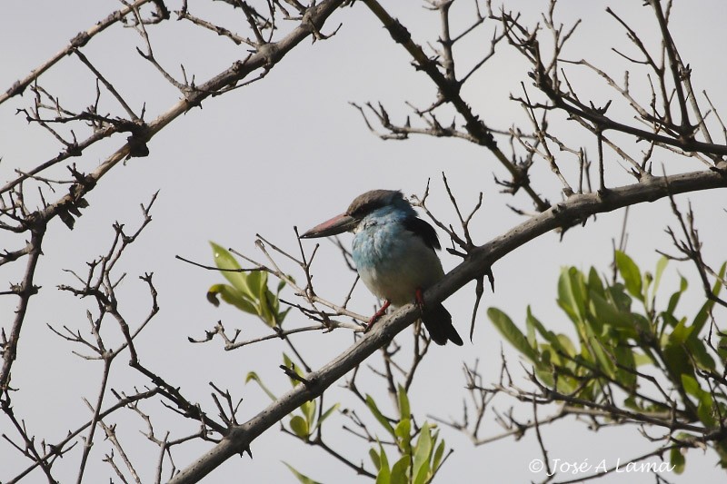 Martin-chasseur à poitrine bleue - ML159863631